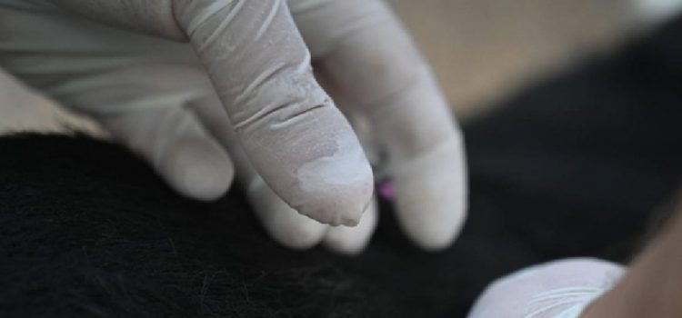 Eficaz acción del Gobierno local tras detectar rabia en un murciélago