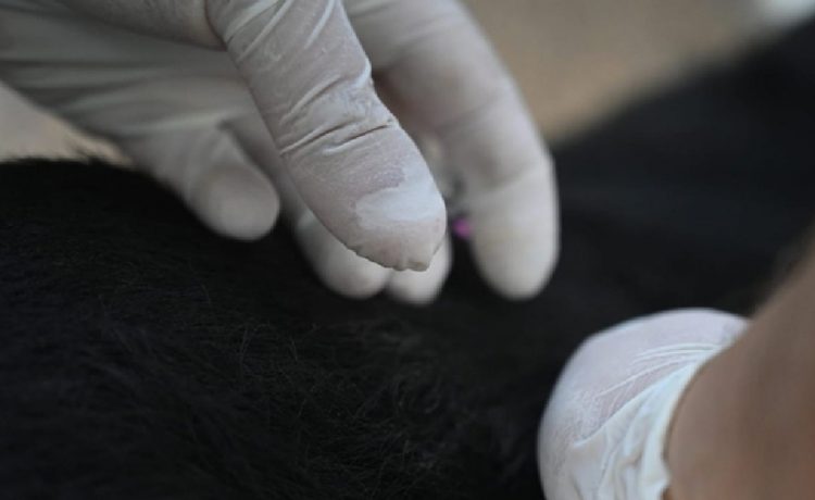 Eficaz acción del Gobierno local tras detectar rabia en un murciélago