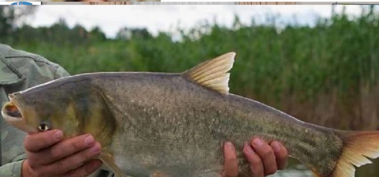 CARU recomienda “no devolver al agua” a los ejemplares de carpas asiáticas capturados