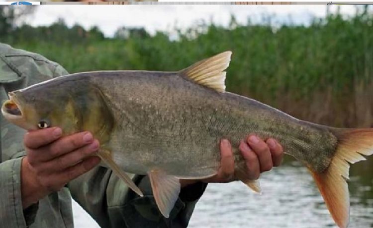 CARU recomienda “no devolver al agua” a los ejemplares de carpas asiáticas capturados