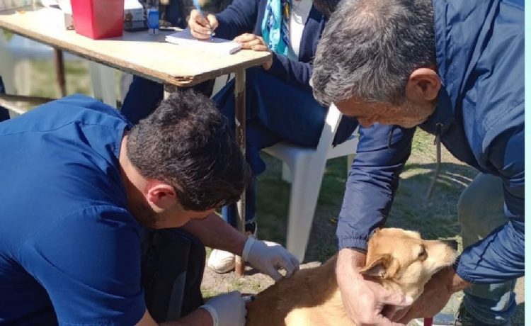 Este sábado habrá vacunación antirrábica en la cancha de la Enova