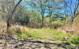 El Gobierno de Gualeguaychú invita a descubrir y cuidar las Áreas Naturales Protegidas