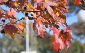 Otoño en Soriano: tiempo para conectar con lo natural Admin, 2026-03