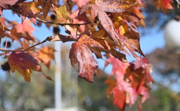Otoño en Soriano: tiempo para conectar con lo natural Admin, 2026-03