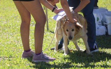 Este jueves se realizará una jornada de vacunación antirrábica gratuita en Plaza Urquiza