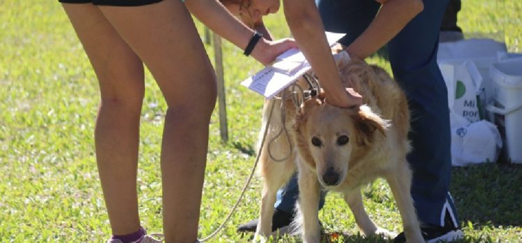 Este jueves se realizará una jornada de vacunación antirrábica gratuita en Plaza Urquiza