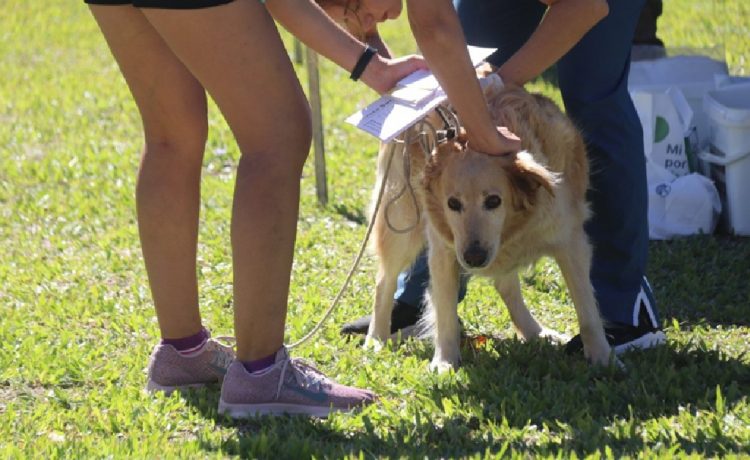 Este jueves se realizará una jornada de vacunación antirrábica gratuita en Plaza Urquiza