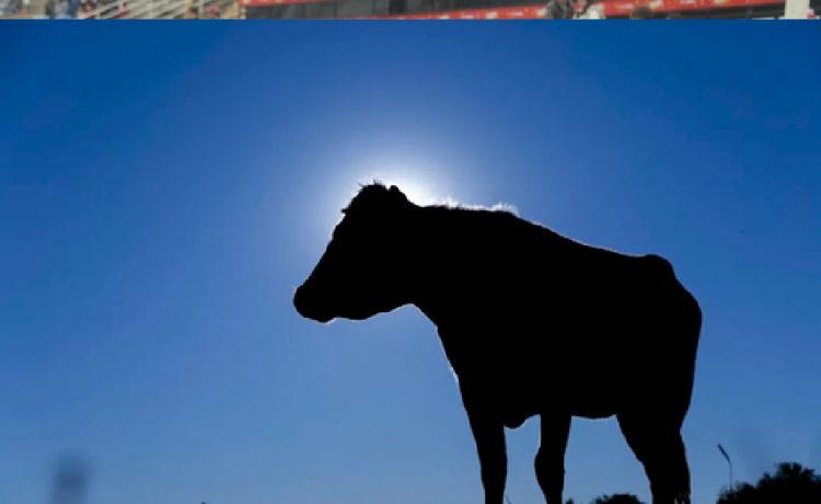 Uruguay hace pruebas en “jaulas de campo” contra la bichera y capta la atención de investigadores de la región