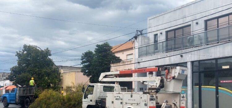 Trabajos de Espacios Verdes tras la tormenta: recolección de ramas y limpieza en la ciudad