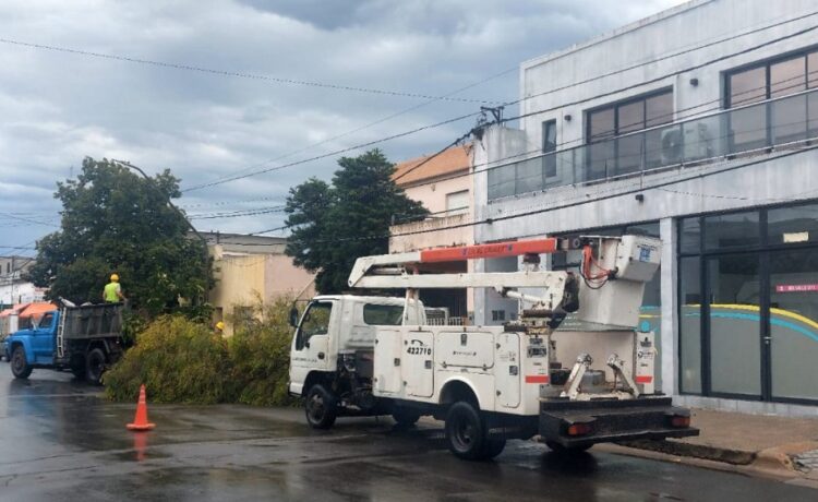 Trabajos de Espacios Verdes tras la tormenta: recolección de ramas y limpieza en la ciudad