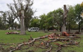 Continúa la poda sanitaria de eucaliptos secos en el Parque Unzué