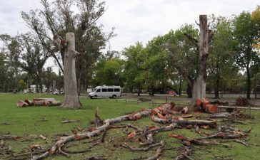 Continúa la poda sanitaria de eucaliptos secos en el Parque Unzué