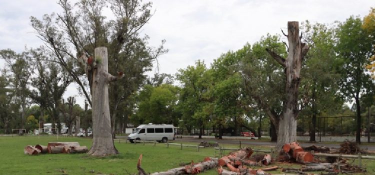 Continúa la poda sanitaria de eucaliptos secos en el Parque Unzué