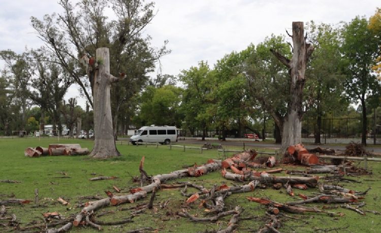Continúa la poda sanitaria de eucaliptos secos en el Parque Unzué