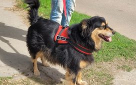 Conocé el cronograma de castraciones gratuitas del 27 al 30 de abril