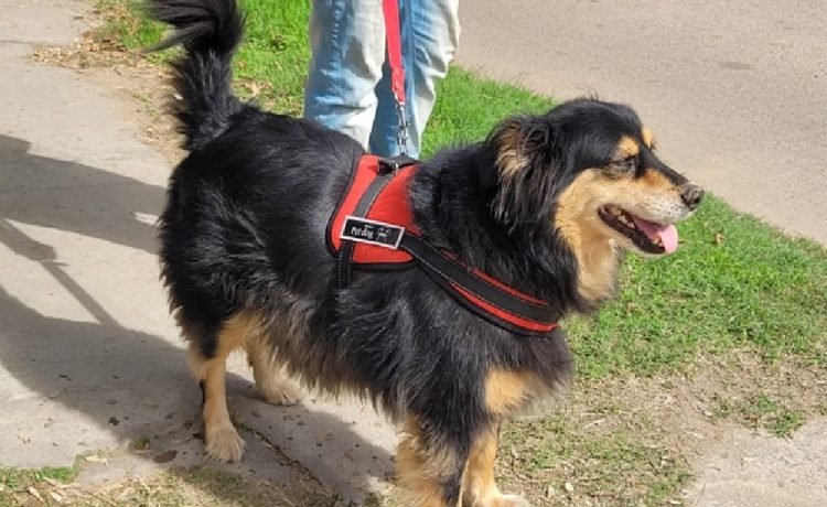 Conocé el cronograma de castraciones gratuitas del 27 al 30 de abril