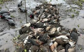 Turismo, negocio y matanzas: “Los extranjeros vienen a hacer lo que en sus países está prohibido”
