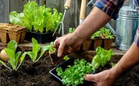 Comenzó la entrega de semillas para huertas familiares de la temporada otoño-invierno