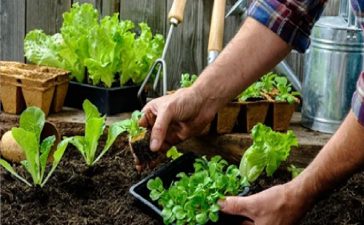 Comenzó la entrega de semillas para huertas familiares de la temporada otoño-invierno