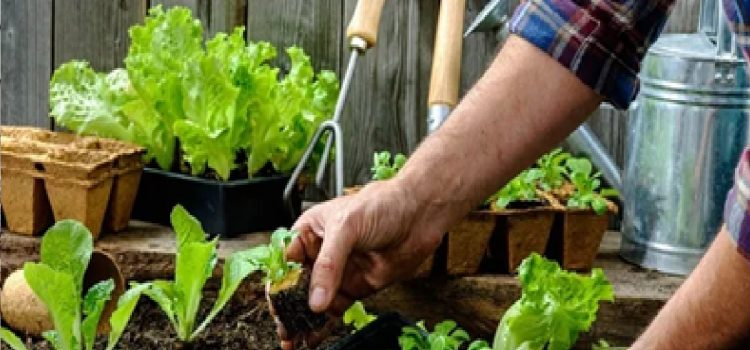 Comenzó la entrega de semillas para huertas familiares de la temporada otoño-invierno