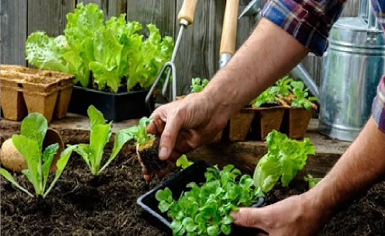 Comenzó la entrega de semillas para huertas familiares de la temporada otoño-invierno