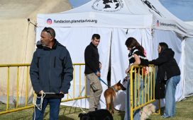 Guanimal Day: la articulación entre el Estado, la UNER y Planeta Vivo sumó más de 200 castraciones