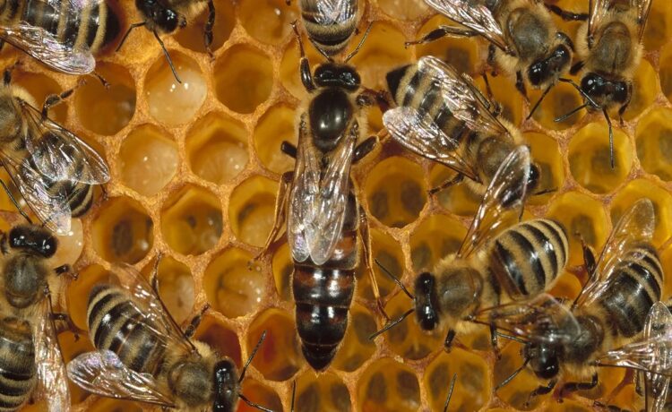 UPM continúa promoviendo la profesionalización del sector apícola uruguayo. Hizo entrega de los primeros ahumadores eléctricos