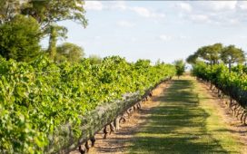 Gualeguaychú será sede de la Primera Jornada de Fortalecimiento del Enoturismo