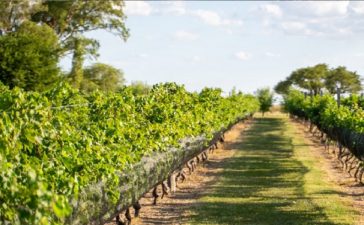 Gualeguaychú será sede de la Primera Jornada de Fortalecimiento del Enoturismo