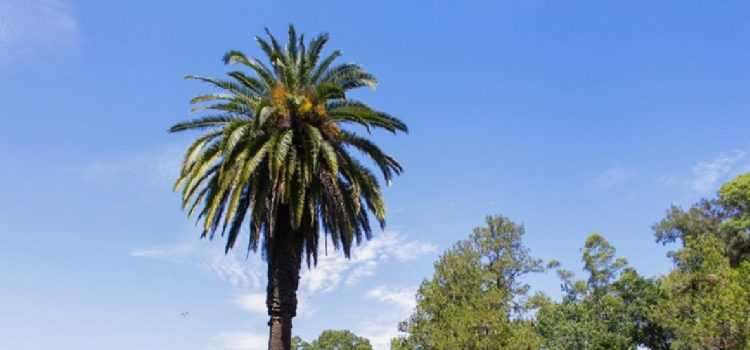Mes del Ambiente: convocan a una recorrida guiada en Las Piedras