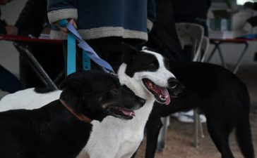 Gualeguaychú reforzó la prevención con una nueva jornada antirrábica