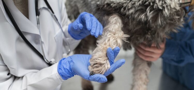 Se descartó la presencia de leptospirosis en zona norte