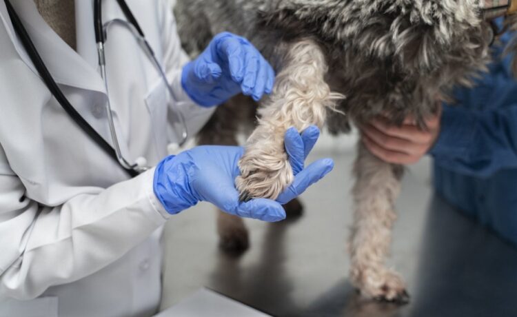 Se descartó la presencia de leptospirosis en zona norte