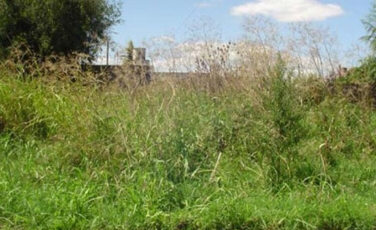 Misión Dengue: intensifican el control de los terrenos baldíos en la ciudad