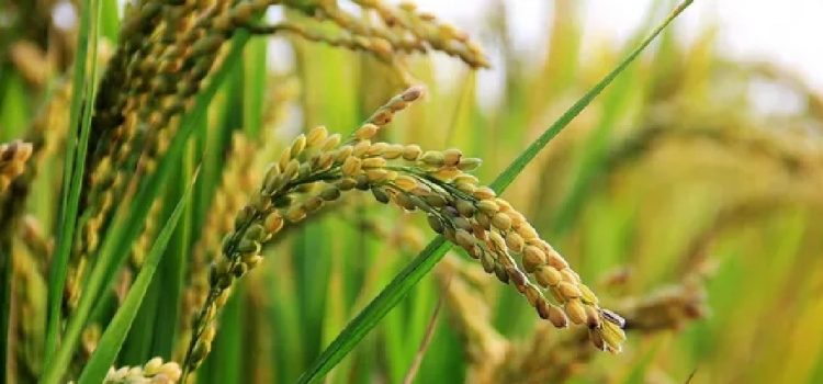 El arroz alcanza precios récord en una zafra que superó las expectativas del sector