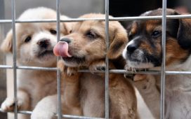 Aprobaron prohibir la crianza de gatos, perros y otros animales con fines lucrativos: "Vamos a ser la ciudad pionera en la provincia"