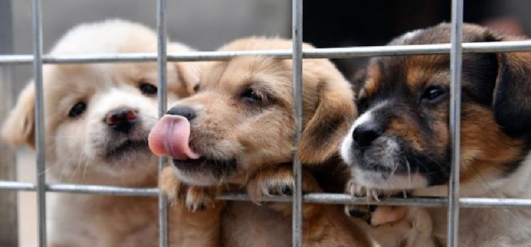 Aprobaron prohibir la crianza de gatos, perros y otros animales con fines lucrativos: "Vamos a ser la ciudad pionera en la provincia"