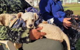 Castraciones gratuitas de mascotas en distintos puntos de la ciudad