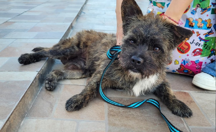 Cronograma de castraciones gratuitas para perros y gatos del 24 al 28 de noviembre