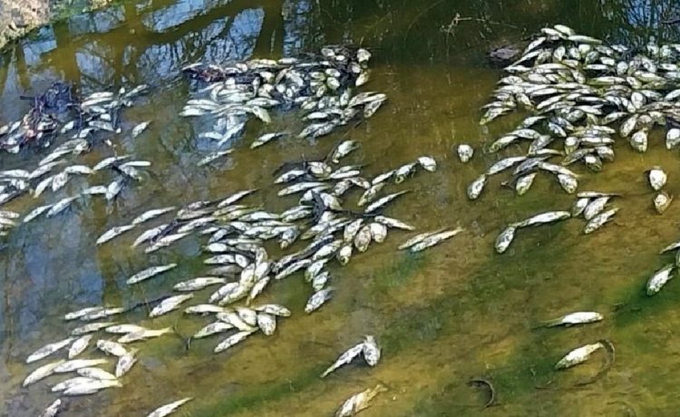 Mortandad de peces en afluente del río Uruguay: ONG apunta a industrias y frigoríficos