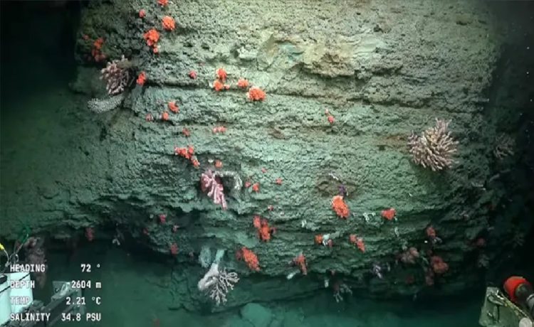 La expedición submarina argentina que se ha hecho viral con sus transmisiones en vivo