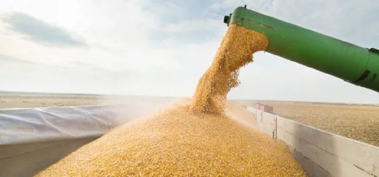 Uruguay con récord de productividad en el agro: la soja y el maíz marcaron su máximo histórico en esta cosecha