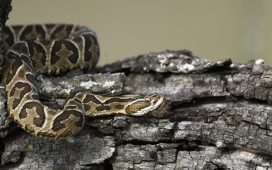 Encuentro educativo en La Delfina en el marco del Día Mundial de la Serpiente
