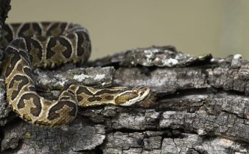 Encuentro educativo en La Delfina en el marco del Día Mundial de la Serpiente
