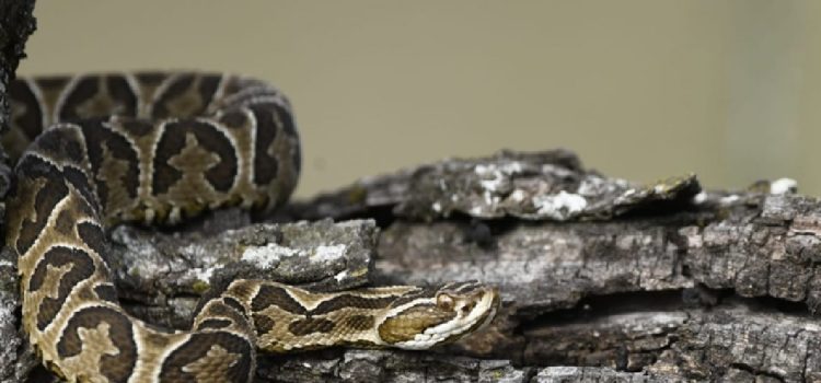 Encuentro educativo en La Delfina en el marco del Día Mundial de la Serpiente