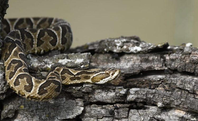 Encuentro educativo en La Delfina en el marco del Día Mundial de la Serpiente