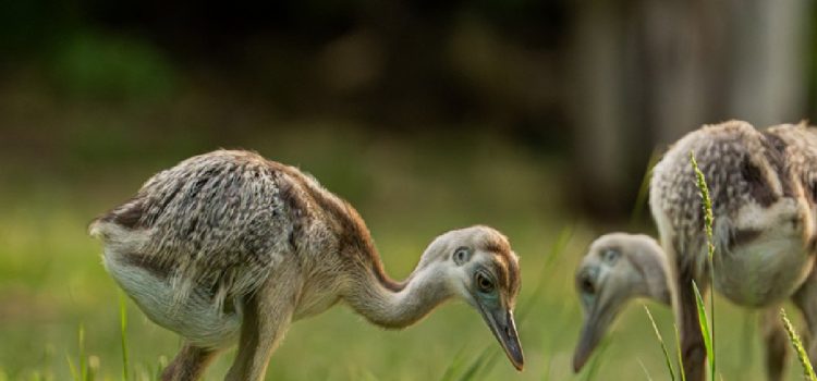 El Gobierno de Gualeguaychú advierte sobre el tráfico ilegal de fauna silvestre