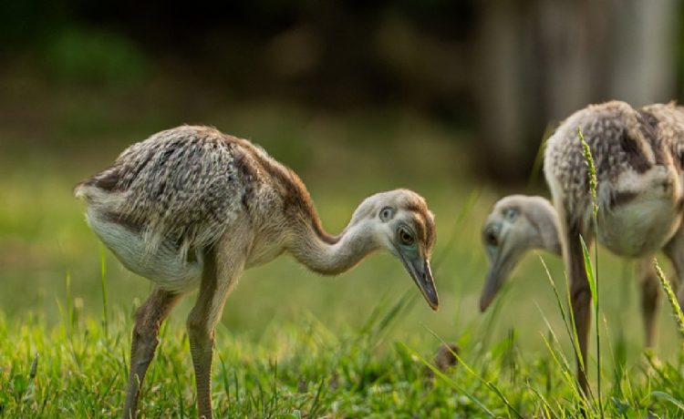 El Gobierno de Gualeguaychú advierte sobre el tráfico ilegal de fauna silvestre