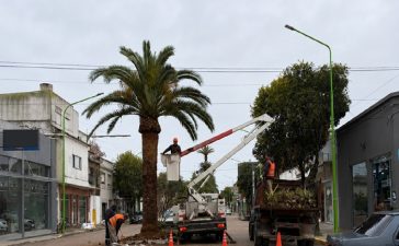Podan las palmeras para instalar los sensores que detectan ataques del picudo rojo