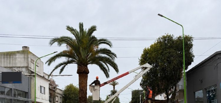 Podan las palmeras para instalar los sensores que detectan ataques del picudo rojo